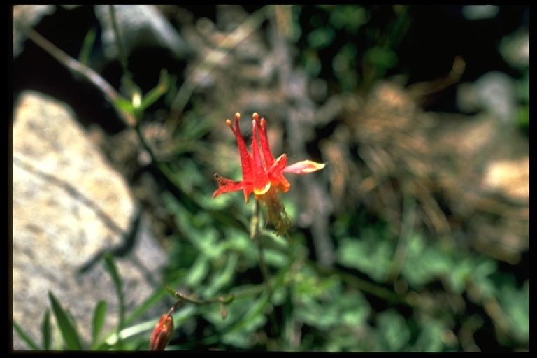 Imagem de Aquilegia formosa Fisch.