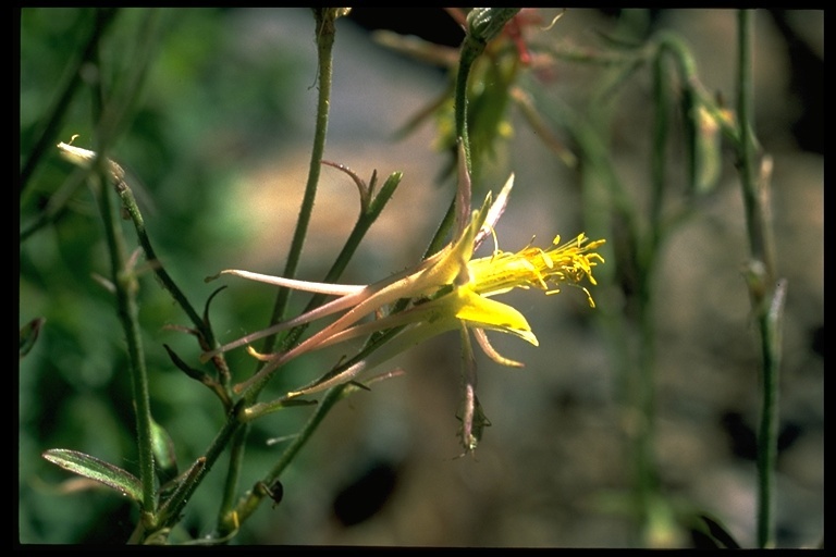 صورة Aquilegia pubescens Coville