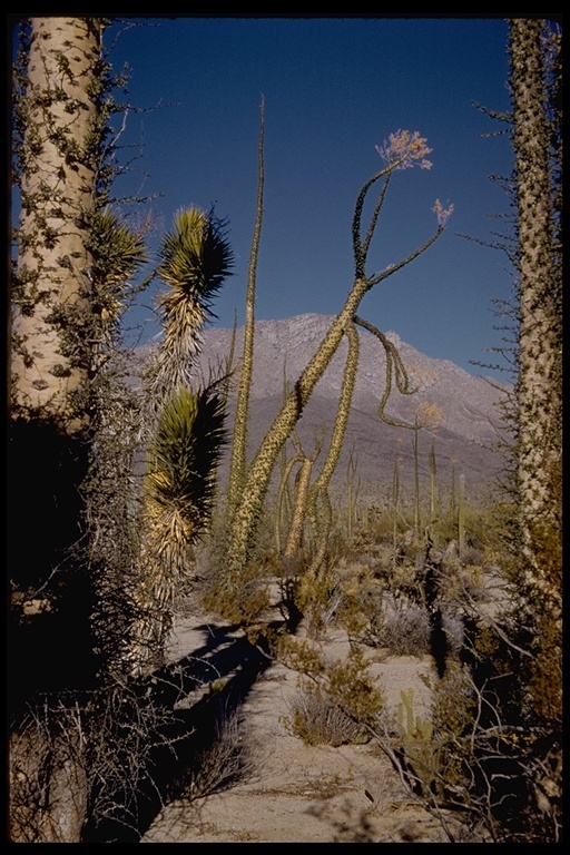 Image of boojum tree