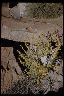 Image of globemallow