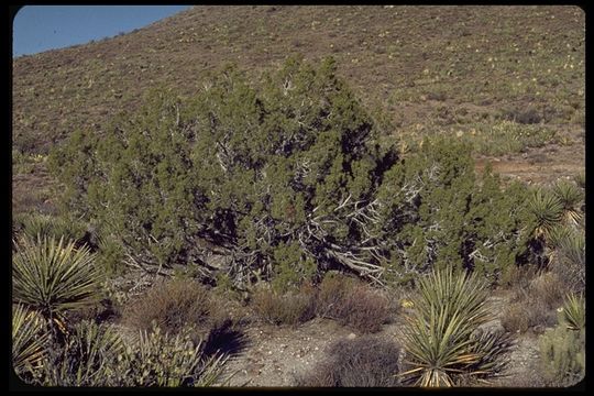 Imagem de Juniperus californica Carrière