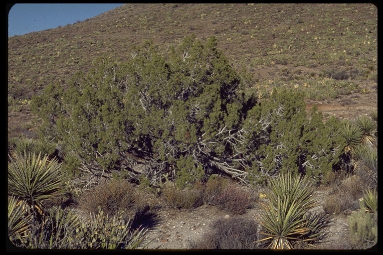 Sivun Juniperus californica Carrière kuva