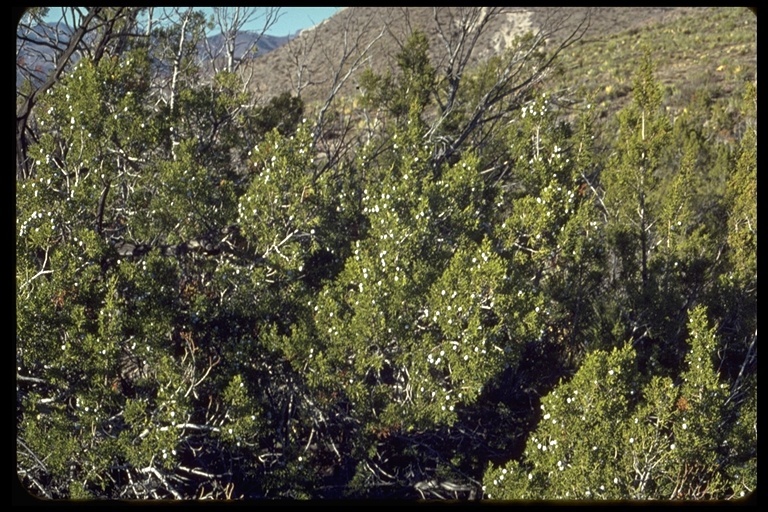 Sivun Juniperus californica Carrière kuva