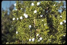 Sivun Juniperus californica Carrière kuva