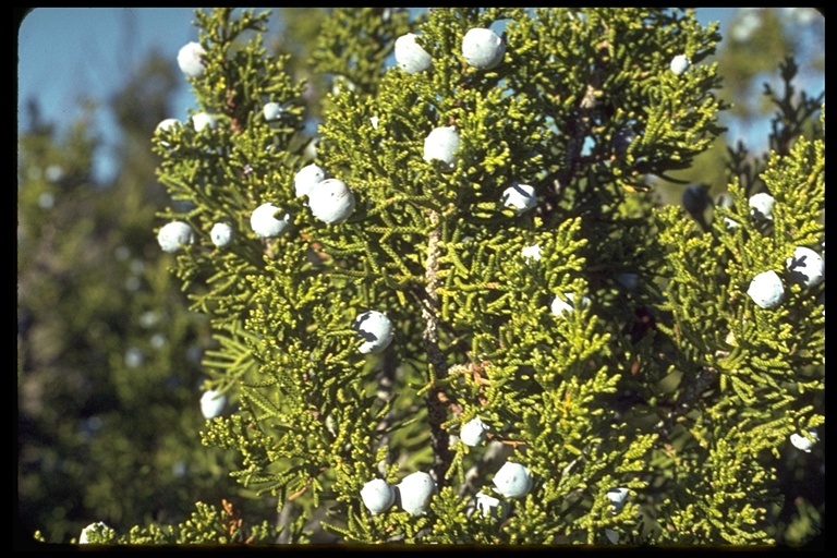 Sivun Juniperus californica Carrière kuva