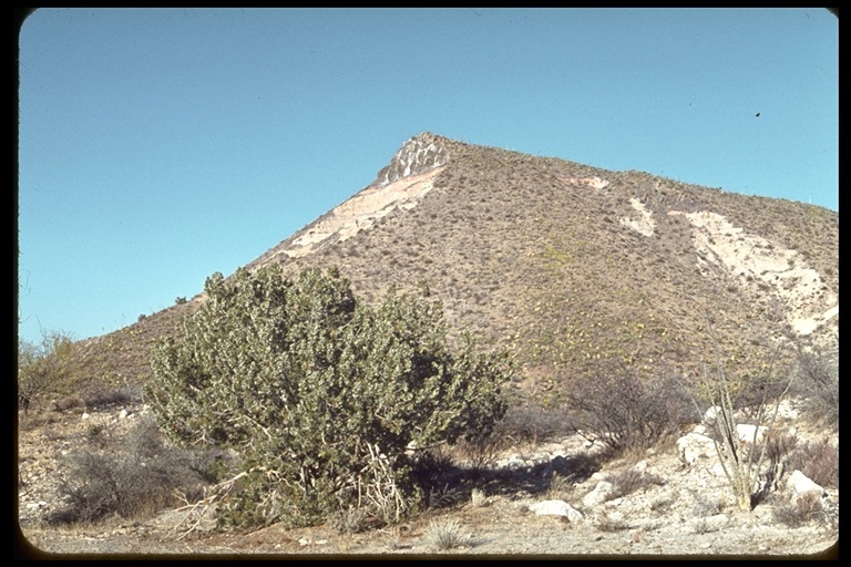 Imagem de Juniperus californica Carrière