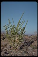 Amaranthus palmeri S. Wats. resmi