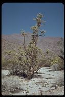 Image of Munz Cholla