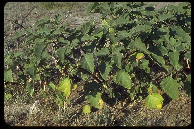 Imagem de Datura wrightii Hort. ex Regel