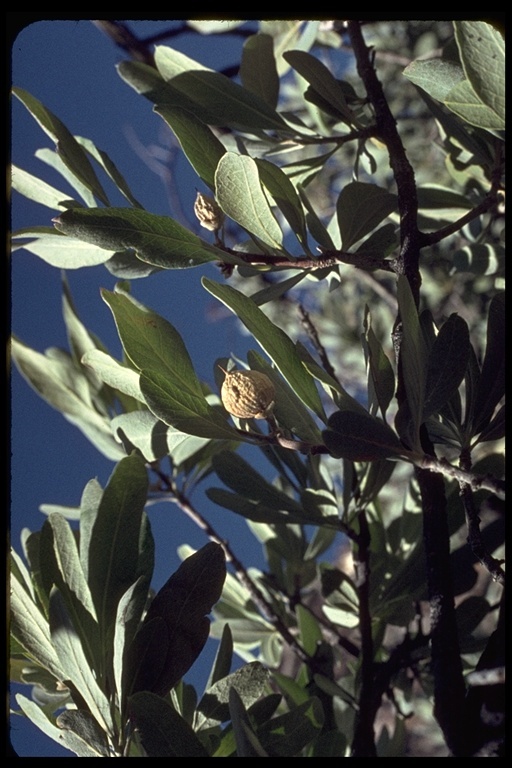 Sivun Sideroxylon leucophyllum S. Watson kuva