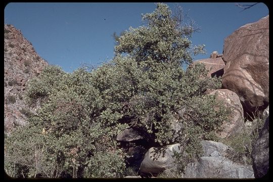 Sideroxylon leucophyllum S. Watson resmi