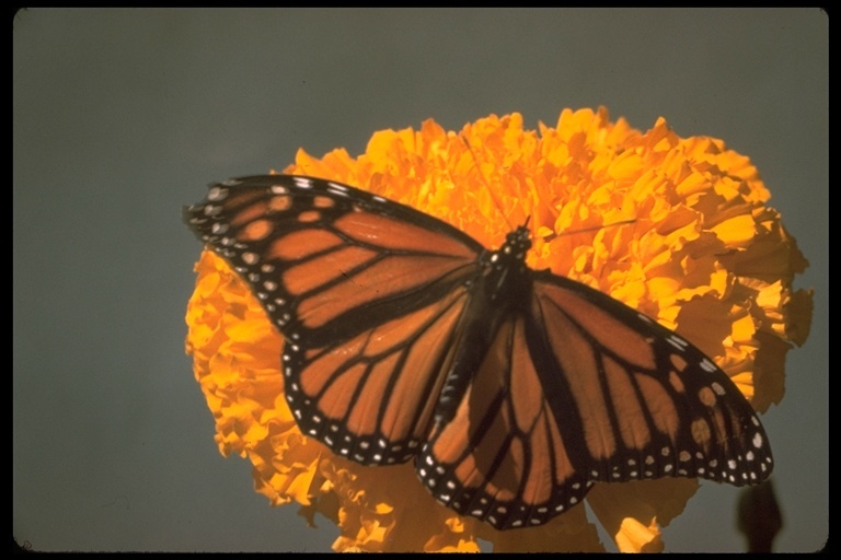 Image of Monarch