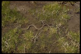 Image of Thamnophis sirtalis fitchi Fox 1951