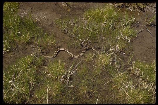 Image of Thamnophis sirtalis fitchi Fox 1951