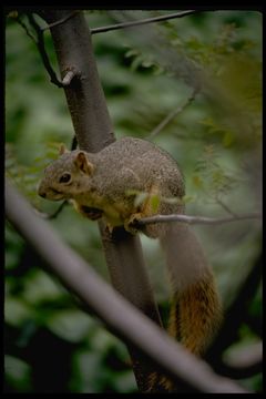 Image of Eastern Fox Squirrel