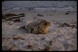 Image de Éléphant de mer du nord