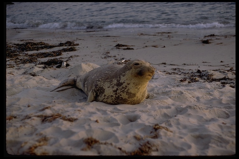 Image of Northern Elephant Seal