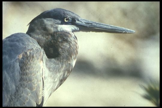 Image of Great Blue Heron