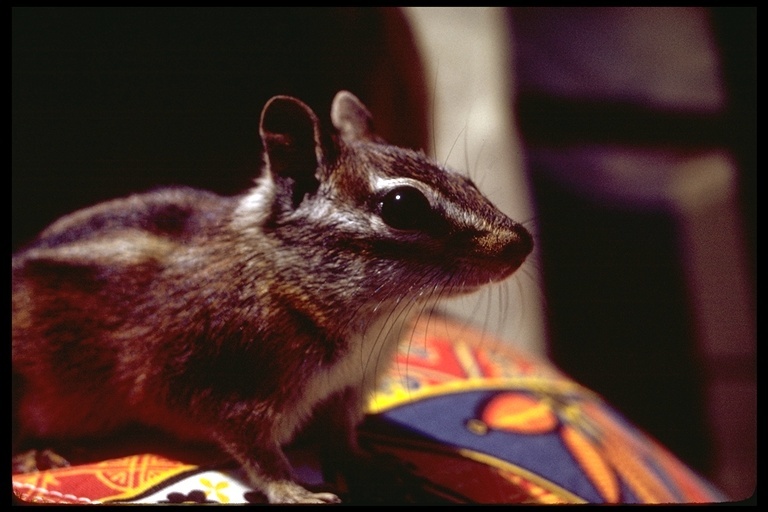 Image of Least Chipmunk