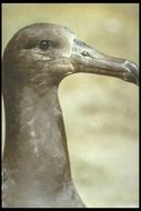 Image de Albatros à pieds noirs