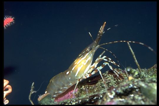 Image of California Spot Prawn