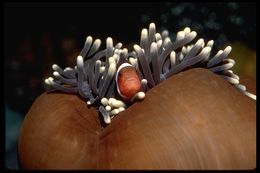 Image of Common clownfish