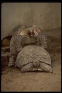 Image of Galapagos giant tortoise