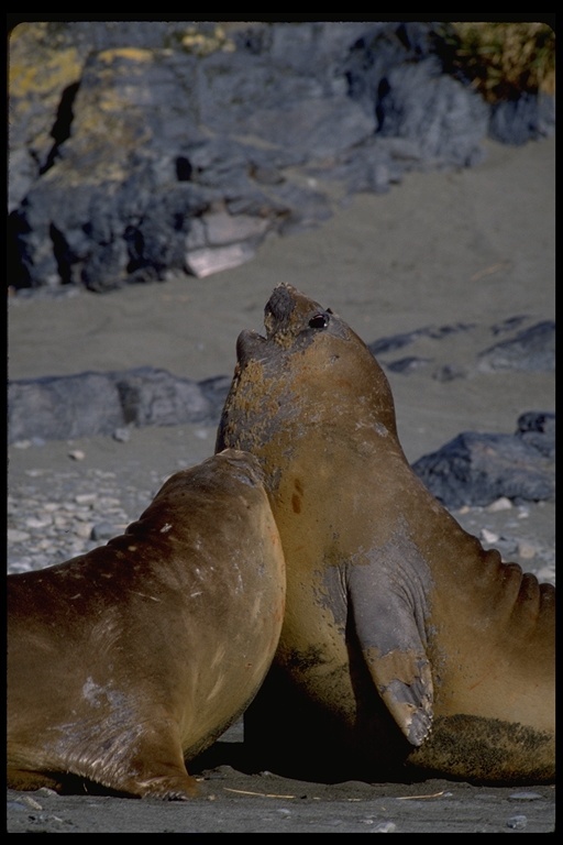 Image of South Atlantic Elephant-seal