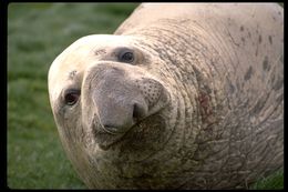 Image of South Atlantic Elephant-seal