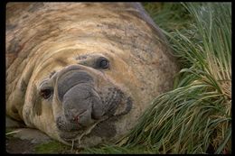 Image of South Atlantic Elephant-seal