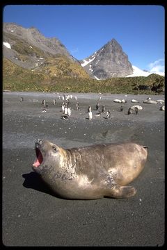 Image of South Atlantic Elephant-seal