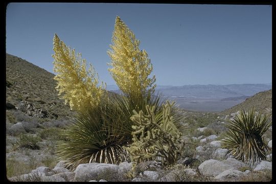 Image of Parry's beargrass