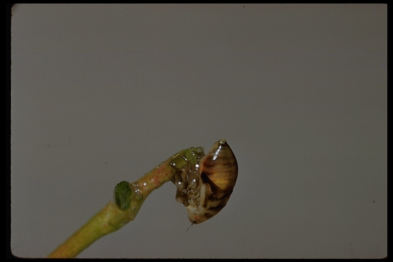 Image of froghoppers