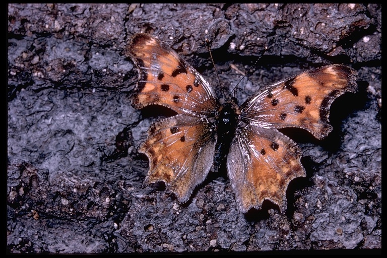 Sivun Polygonia kuva