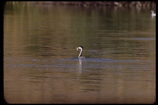 Image of Western Grebe