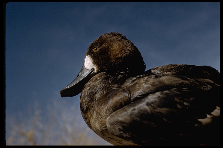 Image of Lesser Scaup