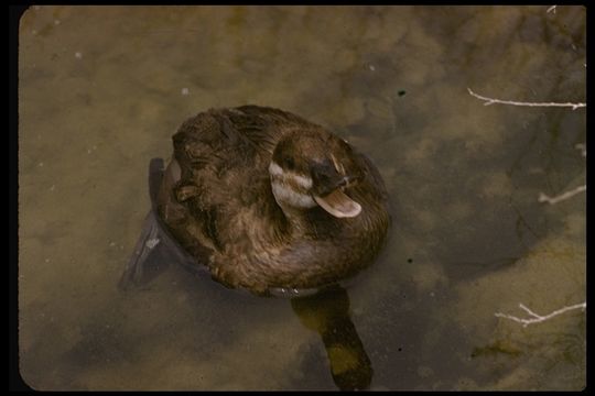Image of Ruddy Duck