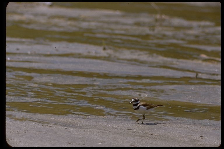 Image of Killdeer