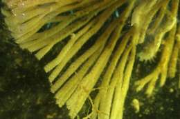 Sivun Scrupocellariidae kuva