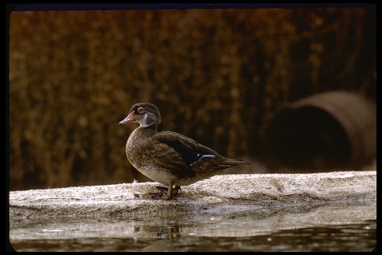 Image of Wood Duck