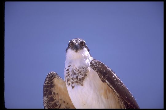 Image of Osprey