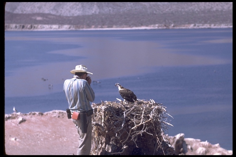 Image of Osprey