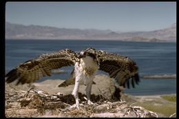 Image of Osprey