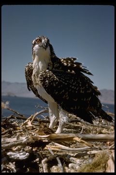 Image of Osprey