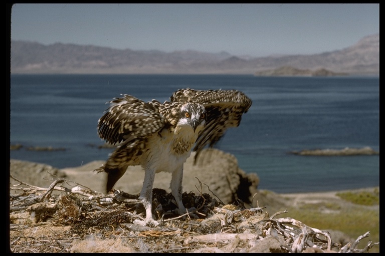 Image of Osprey