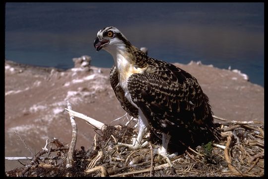 Image of Osprey