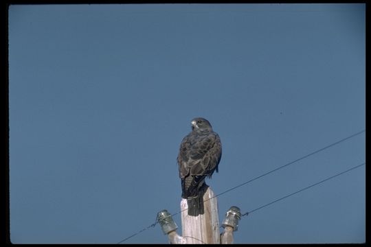 Image of Swainson's Hawk