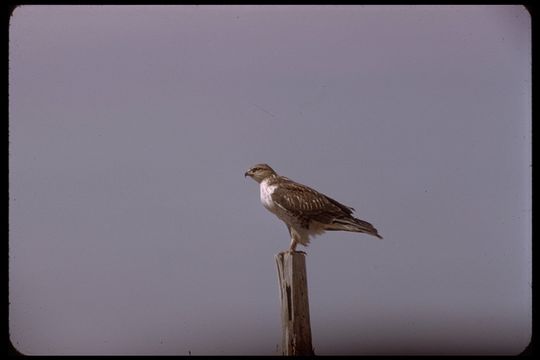 Image of Ferruginous Hawk