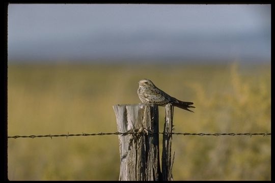 Image of Common Nighthawk