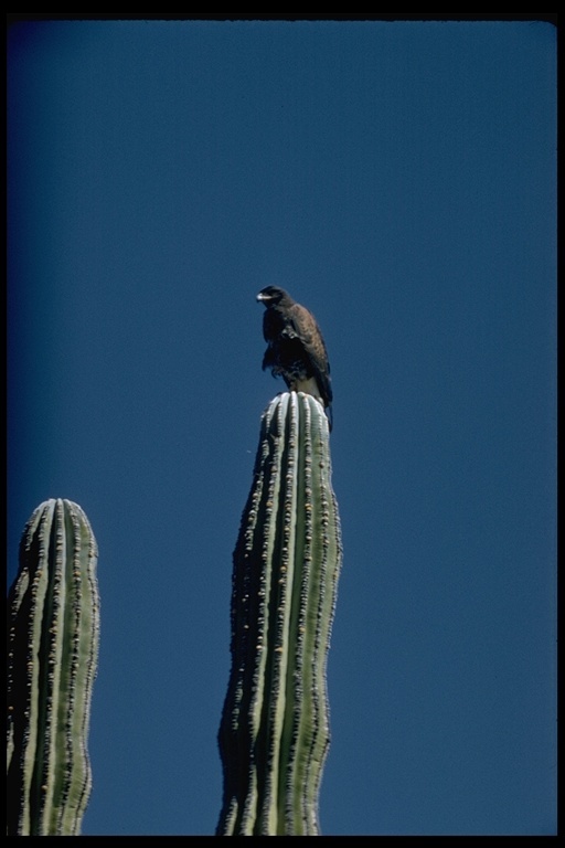 Image of Harris's Hawk